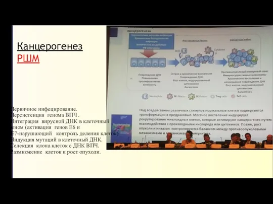 Канцерогенез РШМ Первичное инфецирование. Персистенция генома ВПЧ . Интеграция вирусной ДНК в