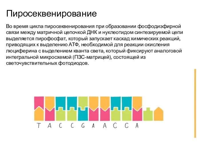 Пиросеквенирование Во время цикла пиросеквенирования при образовании фосфодиэфирной связи между матричной цепочкой