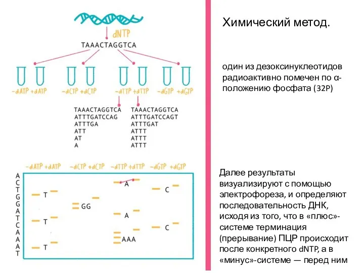 Химический метод. один из дезоксинуклеотидов радиоактивно помечен по α-положению фосфата (32P) Далее