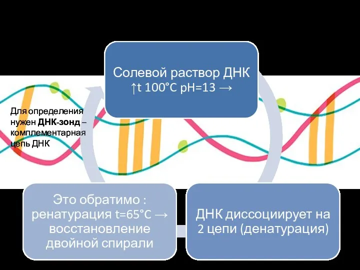 Гибридизация Для определения нужен ДНК-зонд – комплементарная цепь ДНК