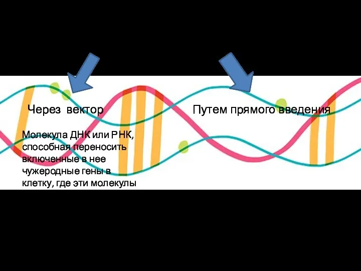 Введение нового гена в клетку Через вектор Путем прямого введения Молекула ДНК