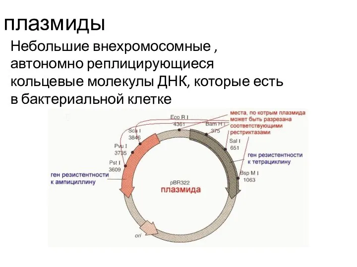 плазмиды Небольшие внехромосомные , автономно реплицирующиеся кольцевые молекулы ДНК, которые есть в бактериальной клетке