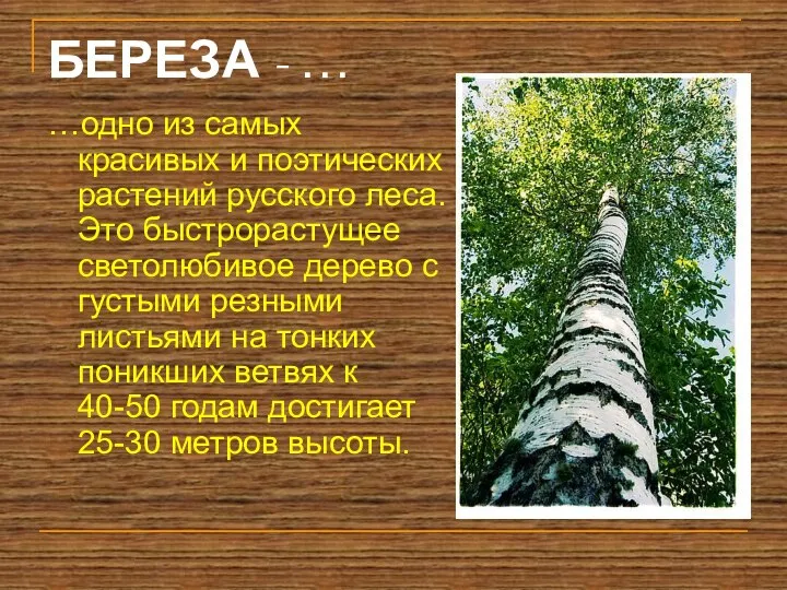 БЕРЕЗА - … …одно из самых красивых и поэтических растений русского леса.