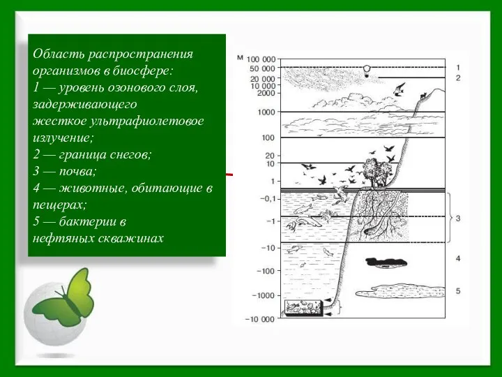 Область распространения организмов в биосфере: 1 — уровень озонового слоя, задерживающего жесткое