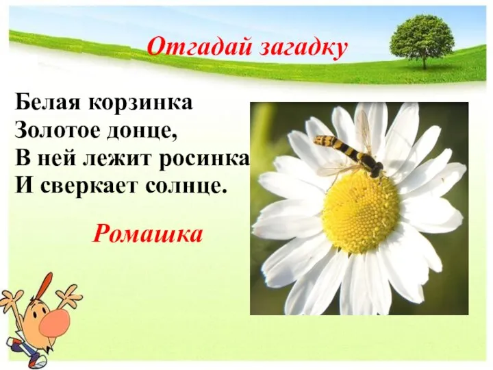 Белая корзинка Золотое донце, В ней лежит росинка И сверкает солнце. Отгадай загадку Ромашка