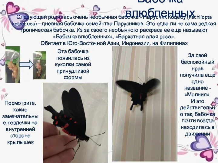 Бабочка влюбленных Следующей родилась очень необычная бабочка - Парусник Коцебу (Pachliopta kotzebuea)