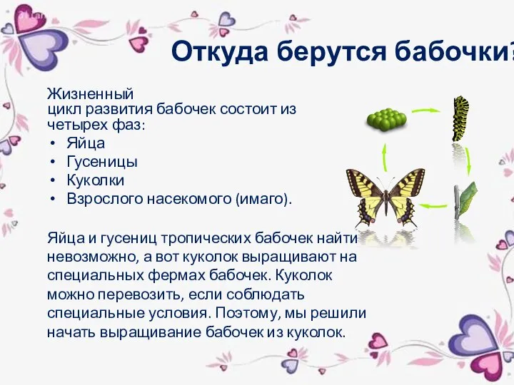 Откуда берутся бабочки? Жизненный цикл развития бабочек состоит из четырех фаз: Яйца
