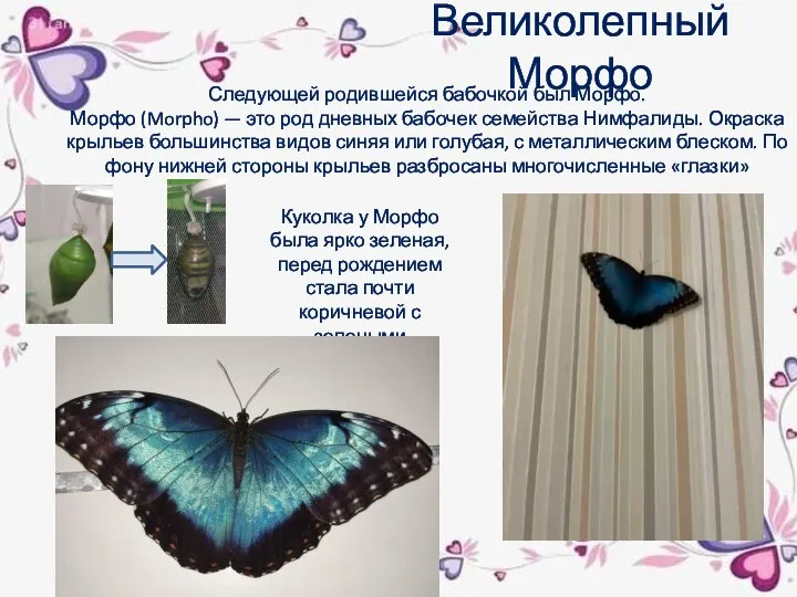 Великолепный Морфо Следующей родившейся бабочкой был Морфо. Морфо (Morpho) — это род
