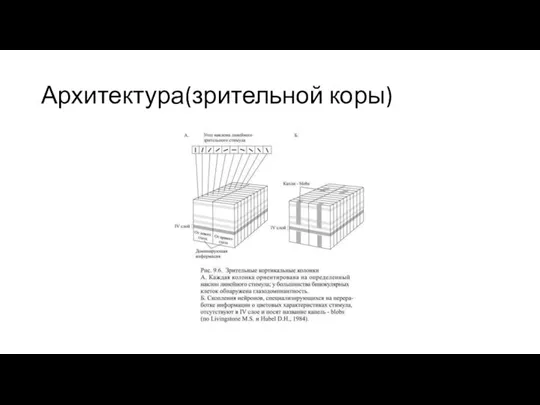 Архитектура(зрительной коры)