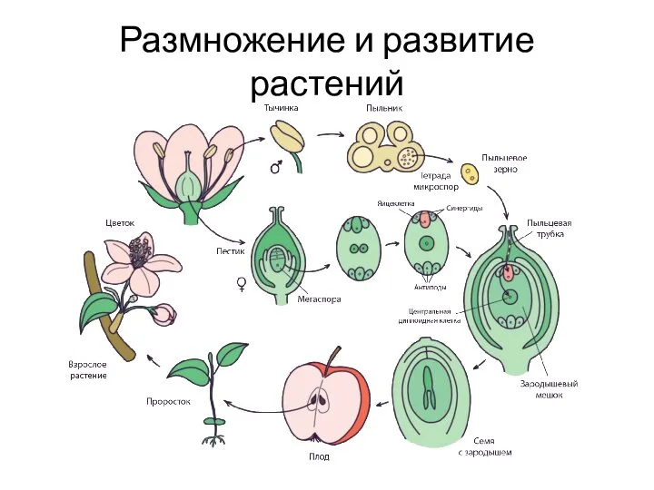 Размножение и развитие растений
