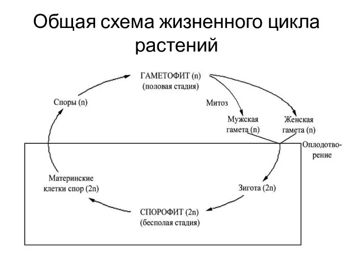 Общая схема жизненного цикла растений