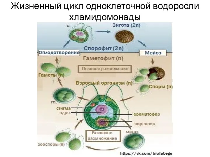 Жизненный цикл одноклеточной водоросли хламидомонады