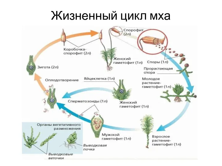 Жизненный цикл мха