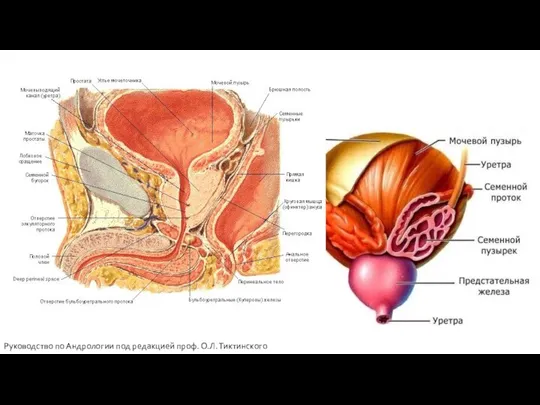 Руководство по Андрологии под редакцией проф. О.Л. Тиктинского