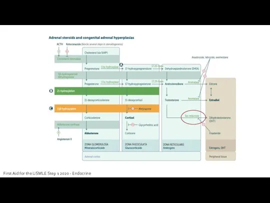 First Aid for the USMLE Step 1 2020 - Endocrine