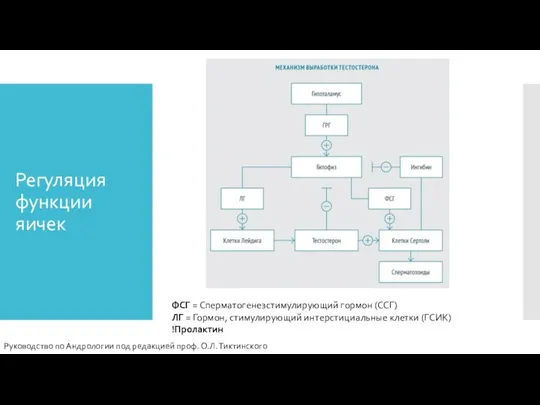 Регуляция функции яичек ФСГ = Сперматогенезстимулирующий гормон (ССГ) ЛГ = Гормон, стимулирующий