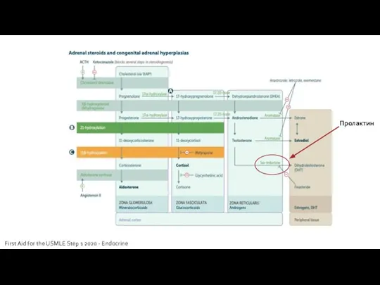 First Aid for the USMLE Step 1 2020 - Endocrine Пролактин