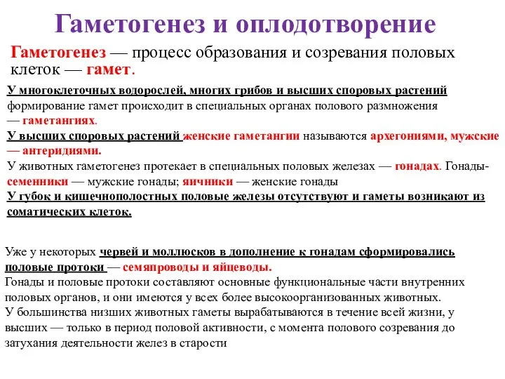 Гаметогенез и оплодотворение Гаметогенез — процесс образования и созревания половых клеток —