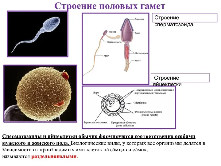 Строение половых гамет Строение сперматозоида Строение яйцеклетки Сперматозоиды и яйцеклетки обычно формируются