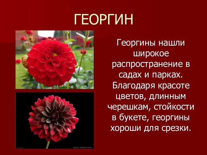 ГЕОРГИН Георгины нашли широкое распространение в садах и парках. Благодаря красоте цветов,