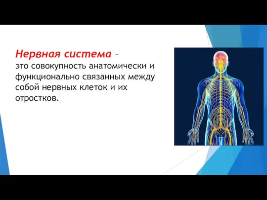 Нервная система – это совокупность анатомически и функционально связанных между собой нервных клеток и их отростков.