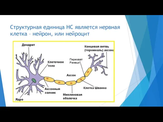 Структурная единица НС является нервная клетка – нейрон, или нейроцит
