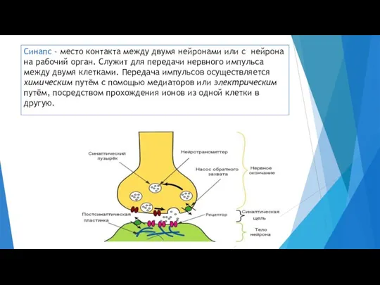 Синапс - место контакта между двумя нейронами или с нейрона на рабочий