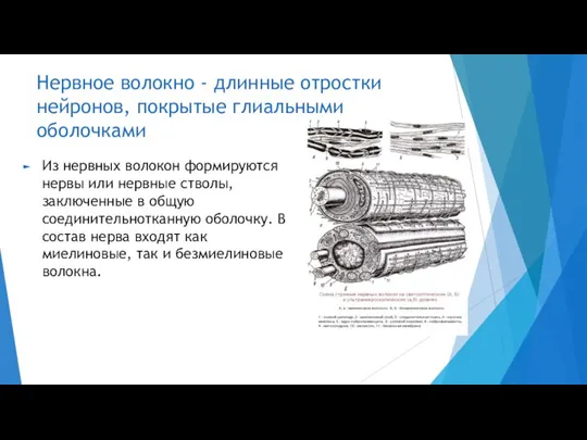 Нервное волокно - длинные отростки нейронов, покрытые глиальными оболочками Из нервных волокон