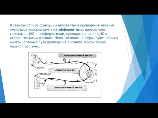 В зависимости от функции и направления проведения нервных импульсов волокна делят на