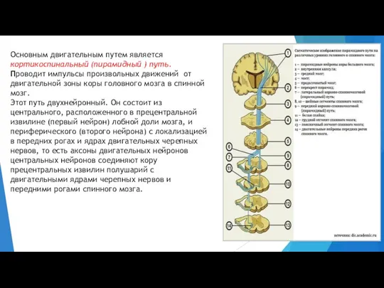 Основным двигательным путем является кортикоспинальный (пирамидный ) путь. Проводит импульсы произвольных движений