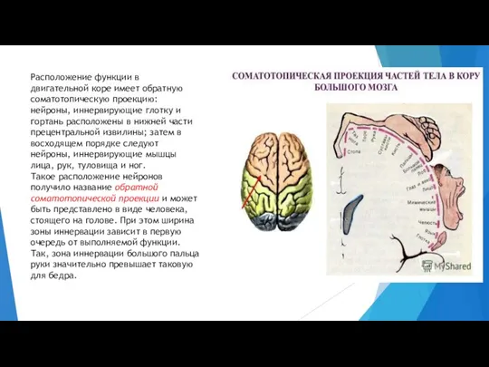 Расположение функции в двигательной коре имеет обратную соматотопическую проекцию: нейроны, иннервирующие глотку