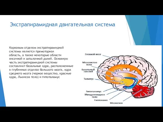 Корковым отделом экстрапирамидной системы является премоторная область, а также некоторые области височной