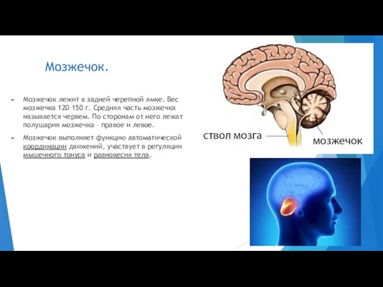 Мозжечок. Мозжечок лежит в задней черепной ямке. Вес мозжечка 120–150 г. Средняя