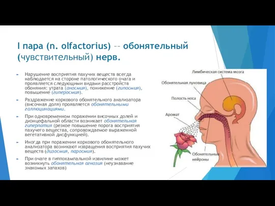 I пара (n. olfactorius) –– обонятельный (чувствительный) нерв. Нарушение восприятия пахучих веществ