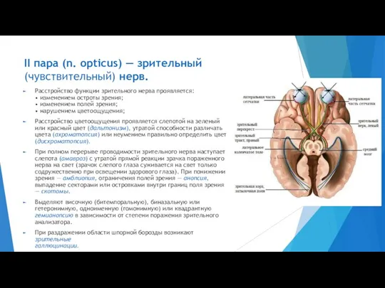 II пара (n. opticus) — зрительный (чувствительный) нерв. Расстройство функции зрительного нерва