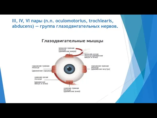 III, IV, VI пары (n.n. oculomotorius, trochlearis, abducens) — группа глазодвигательных нервов.