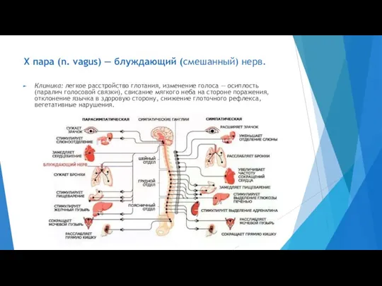 X пара (n. vagus) — блуждающий (смешанный) нерв. Клиника: легкое расстройство глотания,