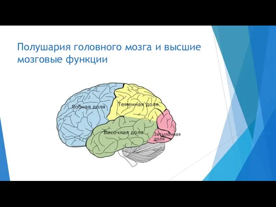 Полушария головного мозга и высшие мозговые функции