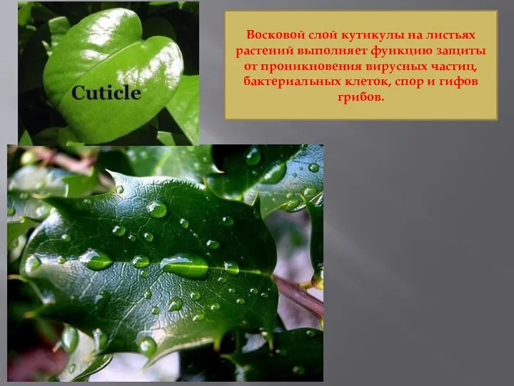 Восковой слой кутикулы на листьях растений выполняет функцию защиты от проникновения вирусных