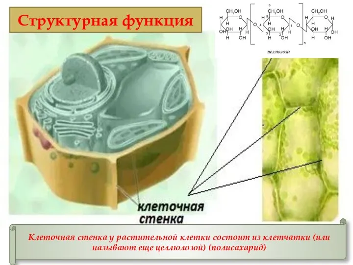 Клеточная стенка у растительной клетки состоит из клетчатки (или называют еще целлюлозой) (полисахарид) Структурная функция