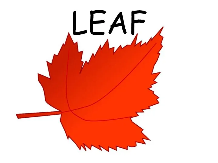 LEAF