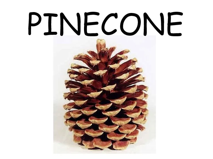 PINECONE