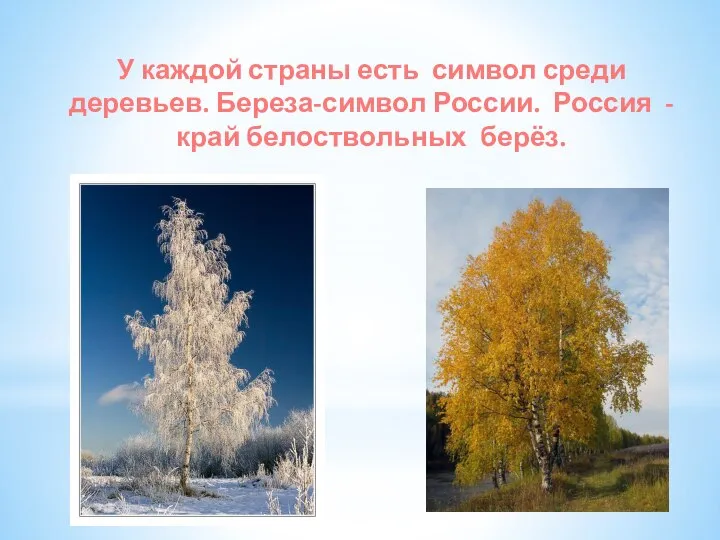 У каждой страны есть символ среди деревьев. Береза-символ России. Россия - край белоствольных берёз.