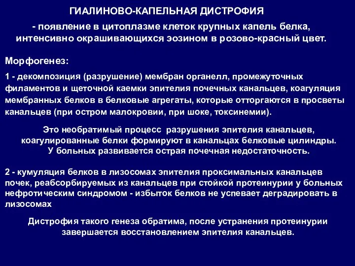 Морфогенез: 1 - декомпозиция (разрушение) мембран органелл, промежуточных филаментов и щеточной каемки