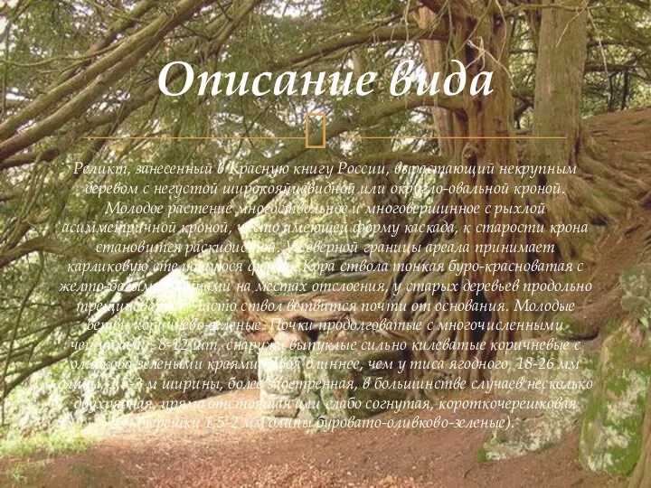 Описание вида Реликт, занесенный в Красную книгу России, вырастающий некрупным деревом с