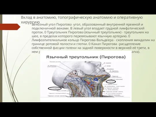 Вклад в анатомию, топографическую анатомию и оперативную хирургию Венозный угол Пирогова -угол,