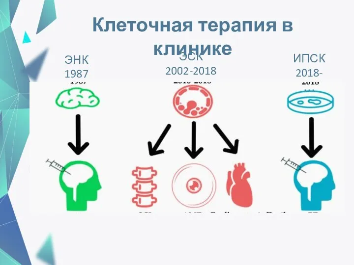 Клеточная терапия в клинике ЭНК 1987 ЭСК 2002-2018 ИПСК 2018-…