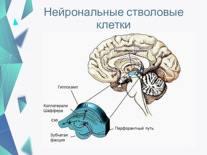 Нейрональные стволовые клетки