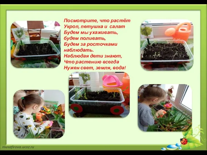 Посмотрите, что растёт Укроп, петушка и салат Будем мы ухаживать, будем поливать,