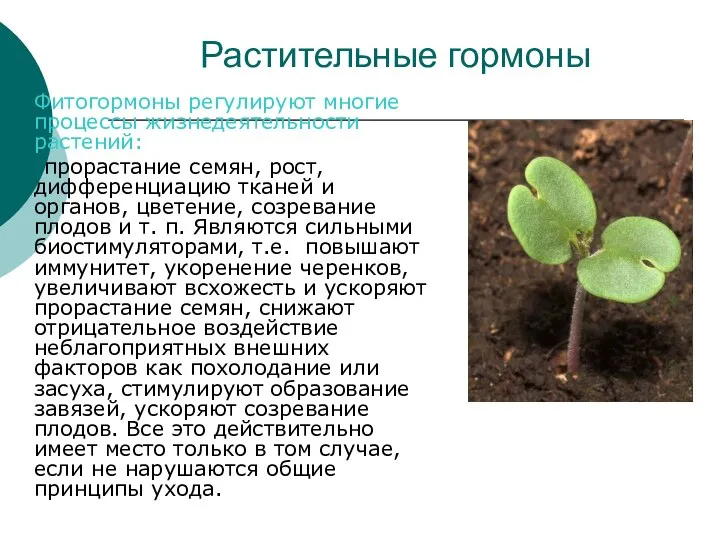 Растительные гормоны Фитогормоны регулируют многие процессы жизнедеятельности растений: прорастание семян, рост, дифференциацию